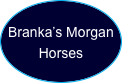  Branka’s Morgan Horses 