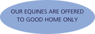  OUR EQUINES ARE OFFERED TO GOOD HOME ONLY 